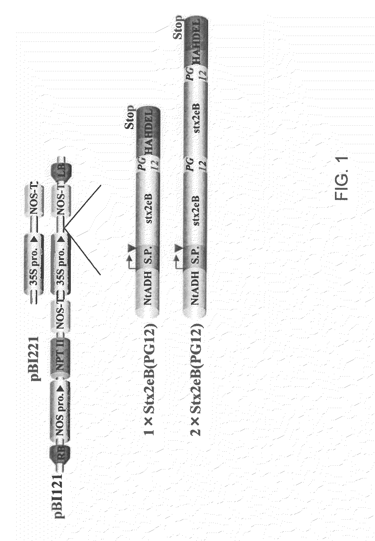 Bacterial toxin vaccine