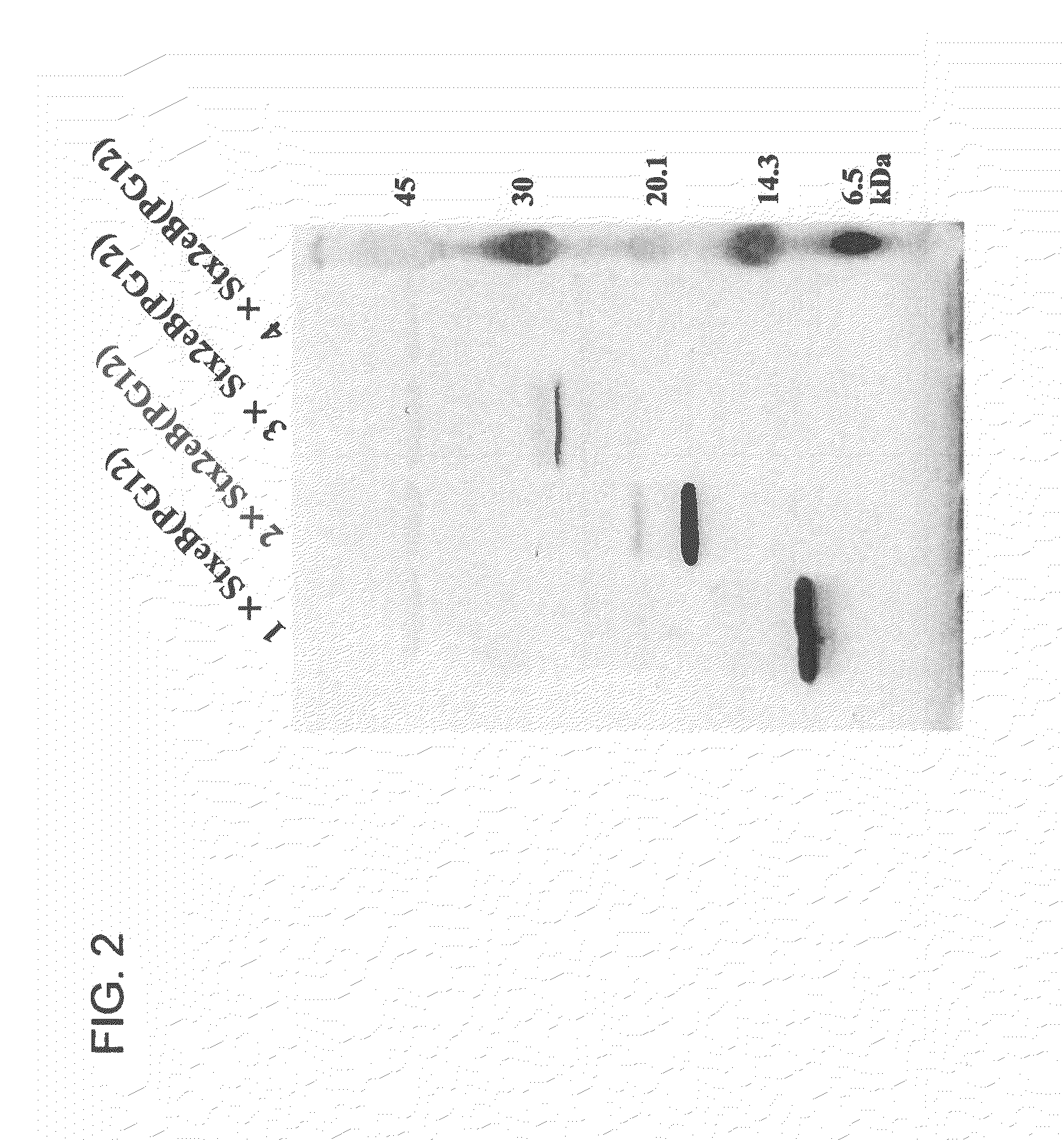 Bacterial toxin vaccine