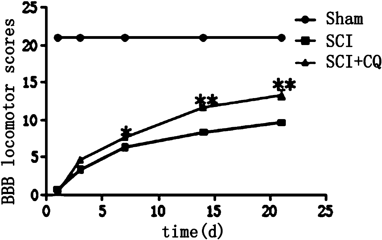 Application of chloroquine to promote spinal cord damage repair