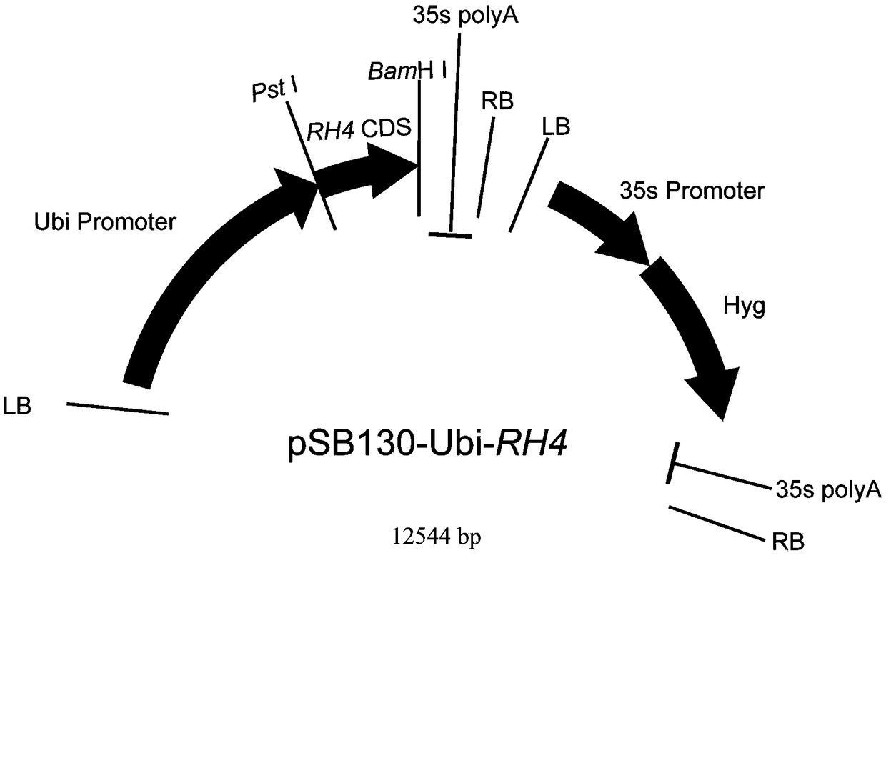 Rice RH4 gene and application thereof