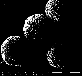 Preparation method of manganese dioxide/graphite oxide-based self-driven micromotor