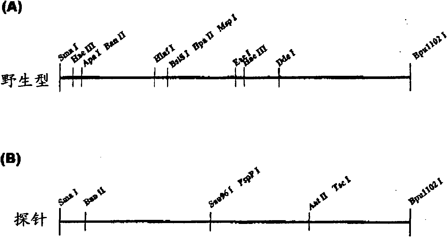 Non-human mammal model of epilepsy