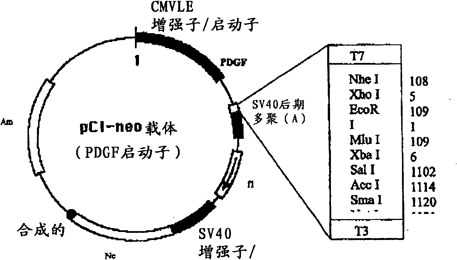 Non-human mammal model of epilepsy