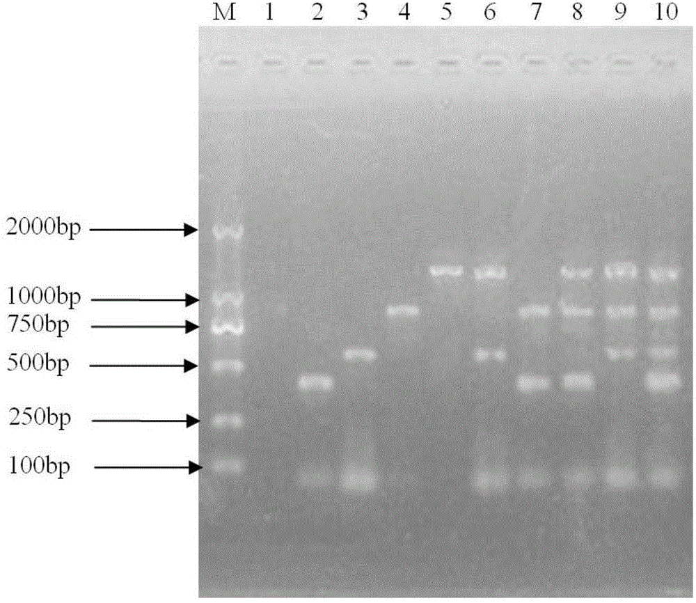 Method for synchronously detecting four whitefly transmitted gemini-viruses infecting tomatoes