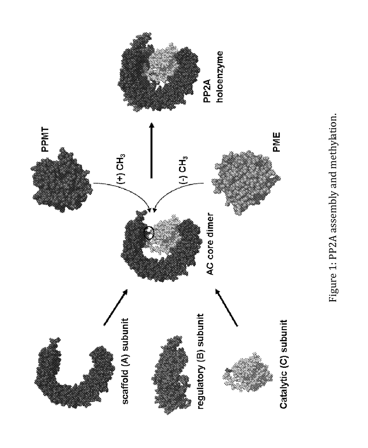 Natural extracts for modulating pp2a methylation, and providing antioxidant and anti inflammatory activity