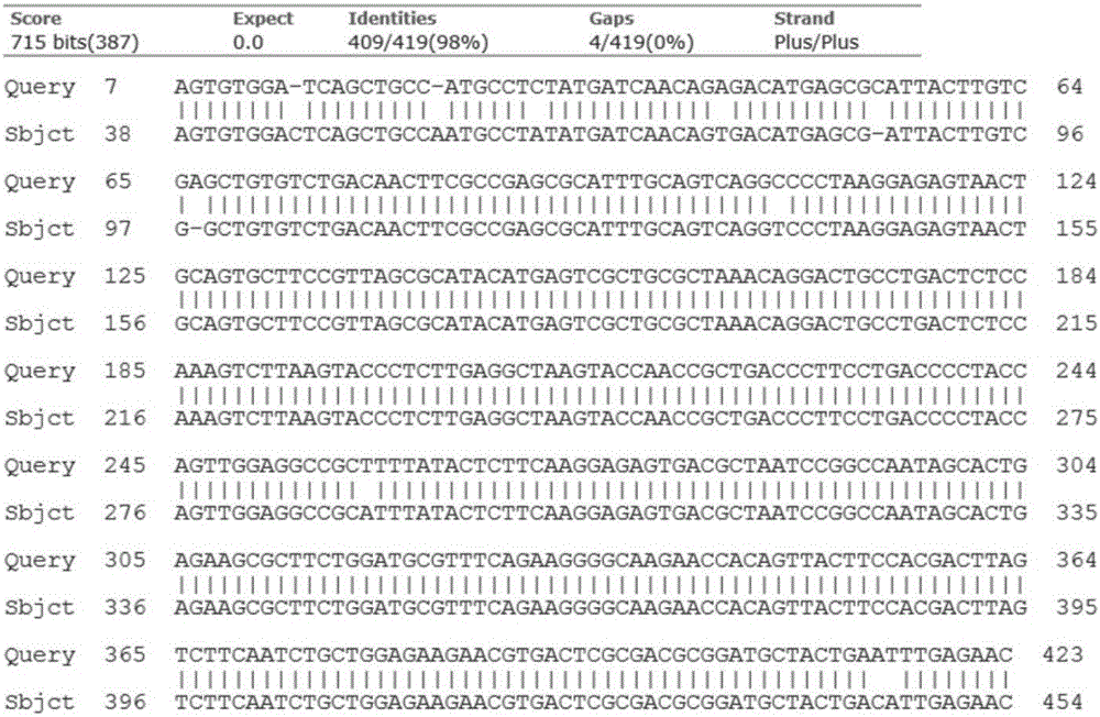 Fluorescent PCR (polymerase chain reaction) detection kit for babesia caballi disease