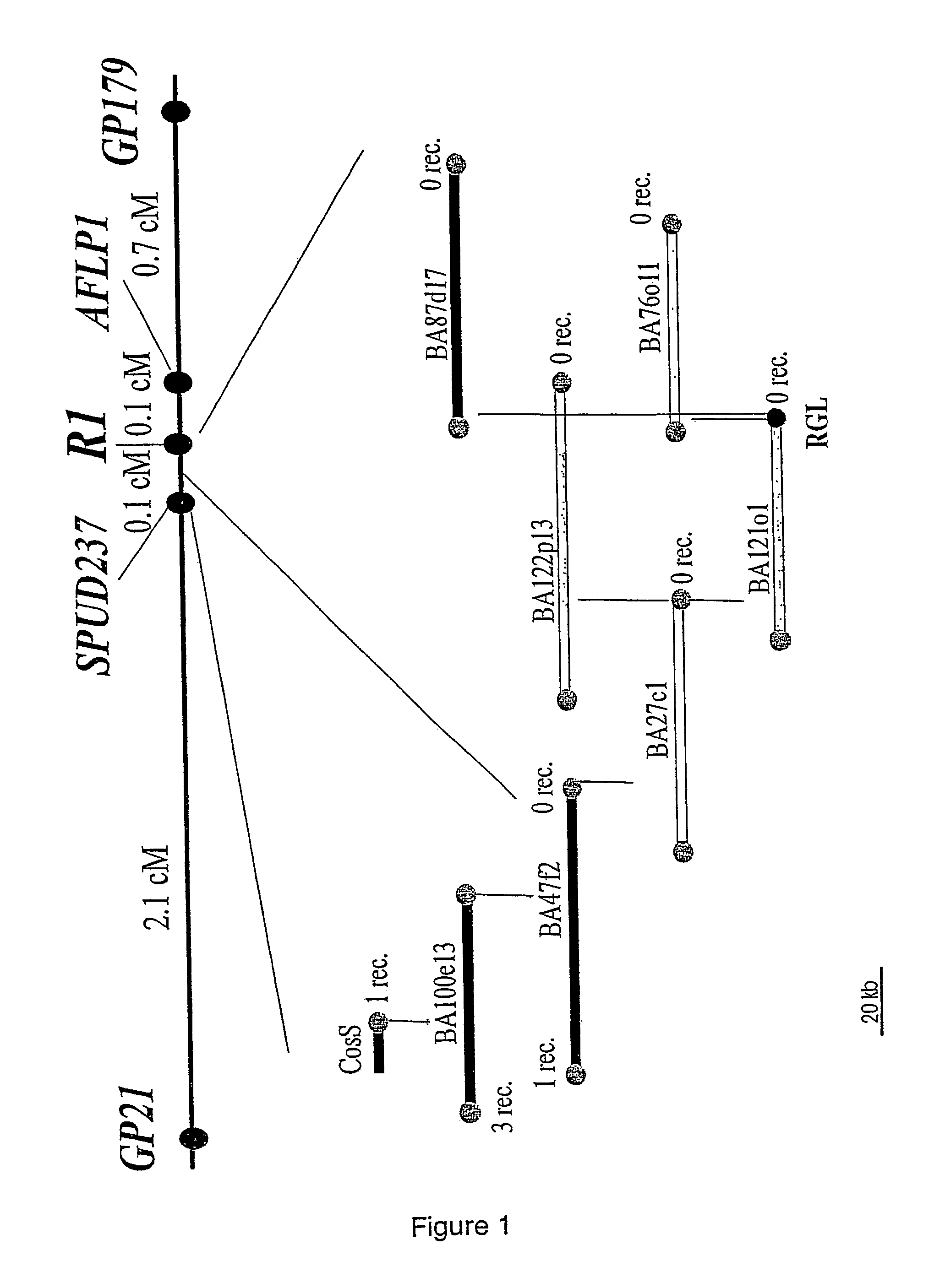 Plant resistance gene