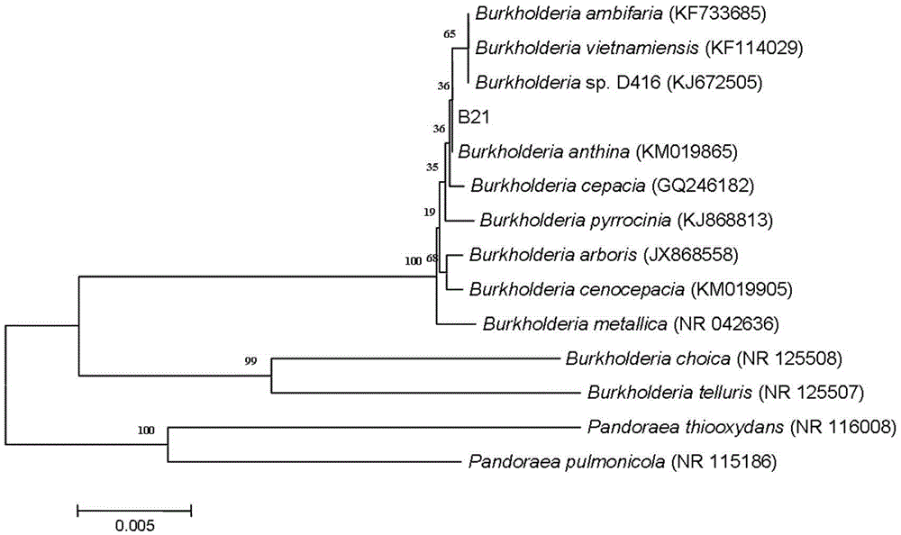 Application of sophora tonkinensis endophytic bacterium B21 in preventing and controlling panax notoginseng black spot