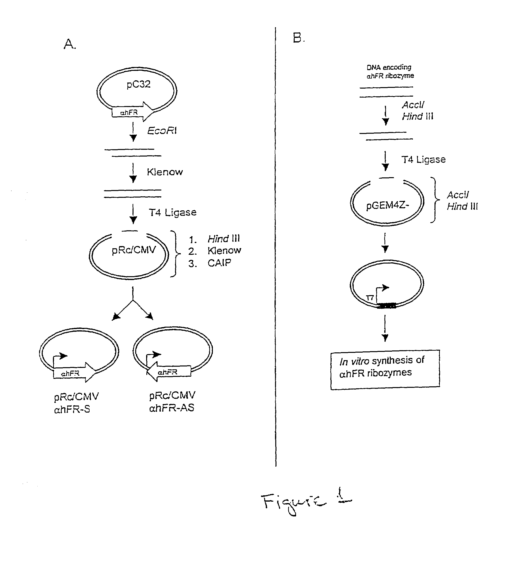 Antisense oligonucleotides tarageting folate receptor alpha, and the use thereof