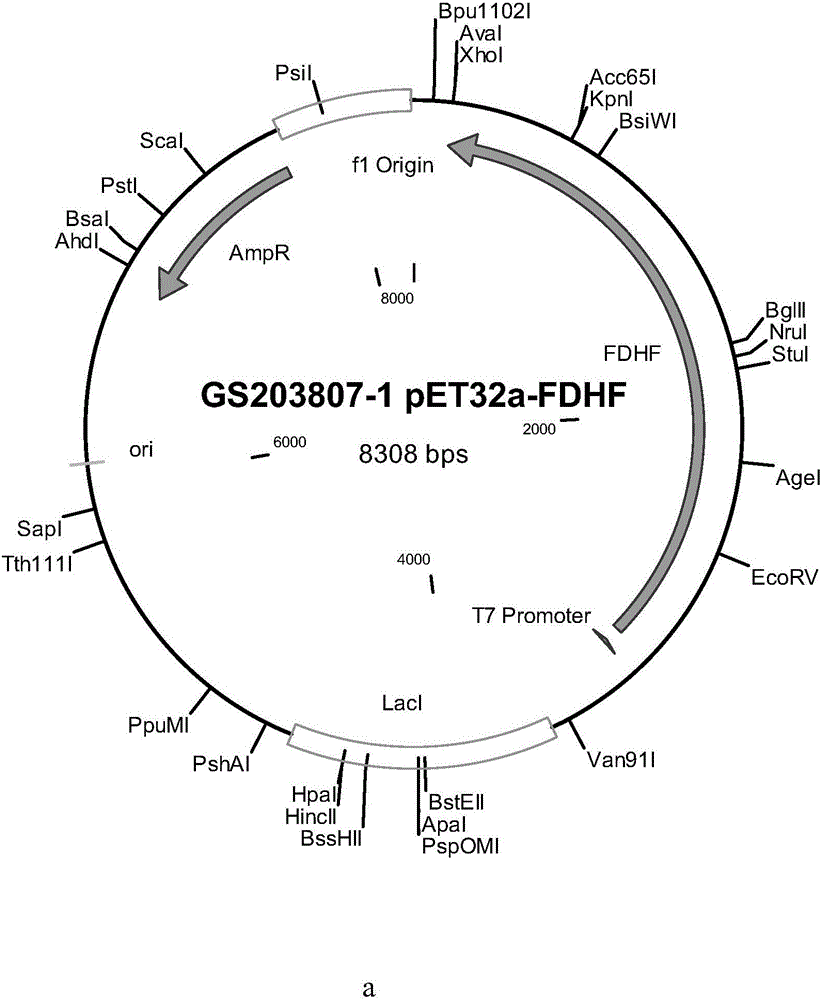 Efficient hydrogen-production functional gene vector pET32a-fdhF as well as construction and application thereof