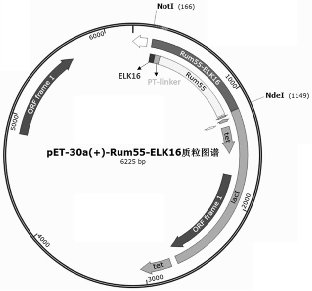 D-psicose-3-epimerase active aggregate as well as preparation method and application thereof