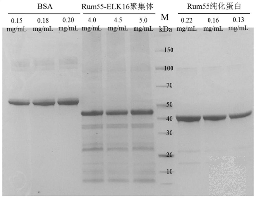 D-psicose-3-epimerase active aggregate as well as preparation method and application thereof