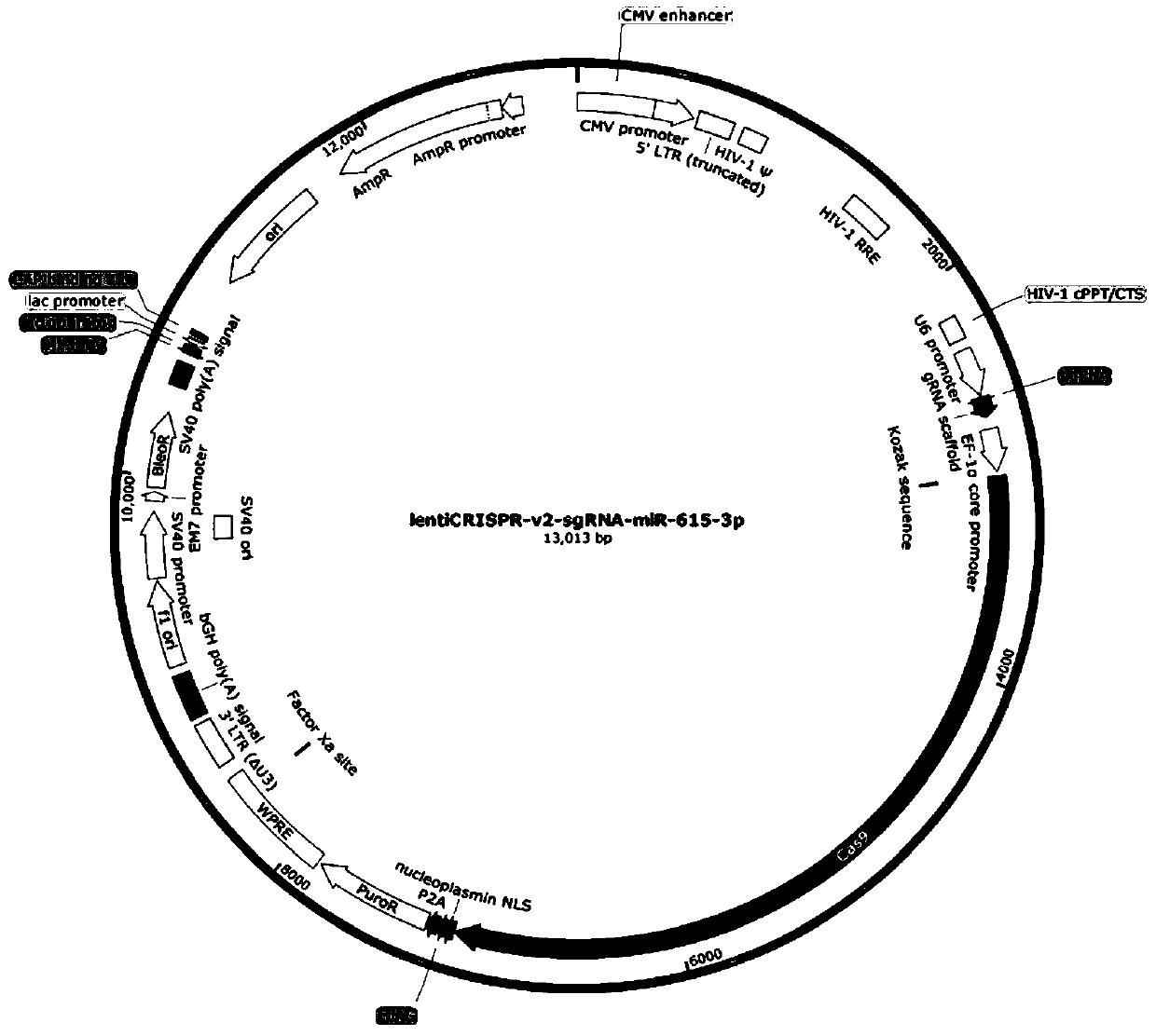 Novel target for preventing and treating hepatitis C and CRISPR-Cas9 targeting system and application thereof