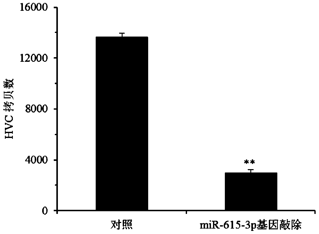 Novel target for preventing and treating hepatitis C and CRISPR-Cas9 targeting system and application thereof