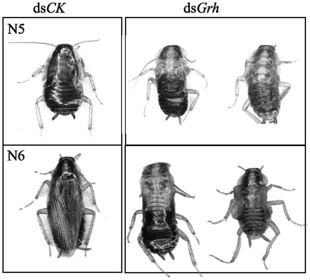 grh gene related to epidermis development of German cockroach, dsrna of the gene, preparation method and application thereof