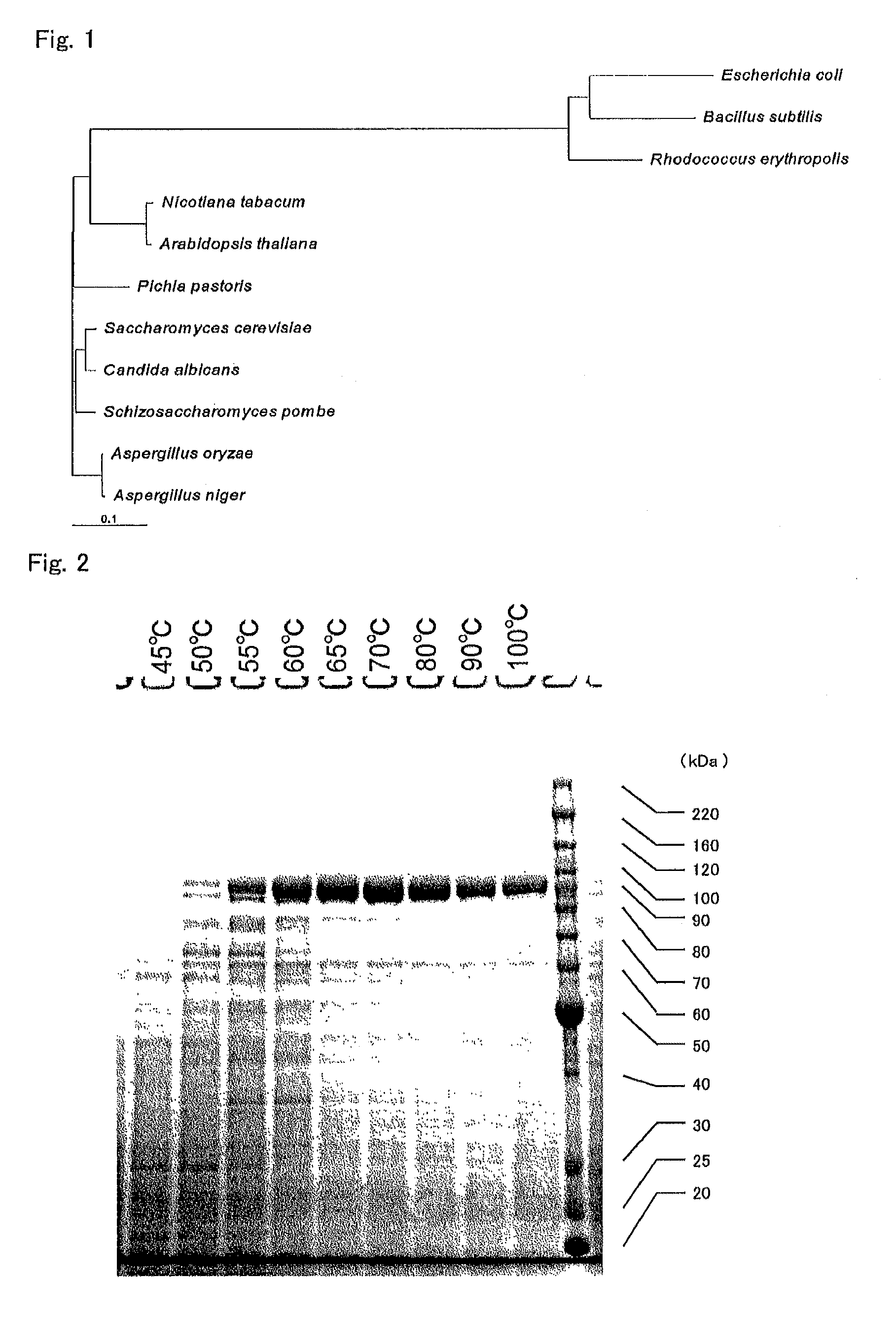 Enzyme preparation containing thermostable DNA polymerase, method for producing same, and method for detecting subject organism to be detected