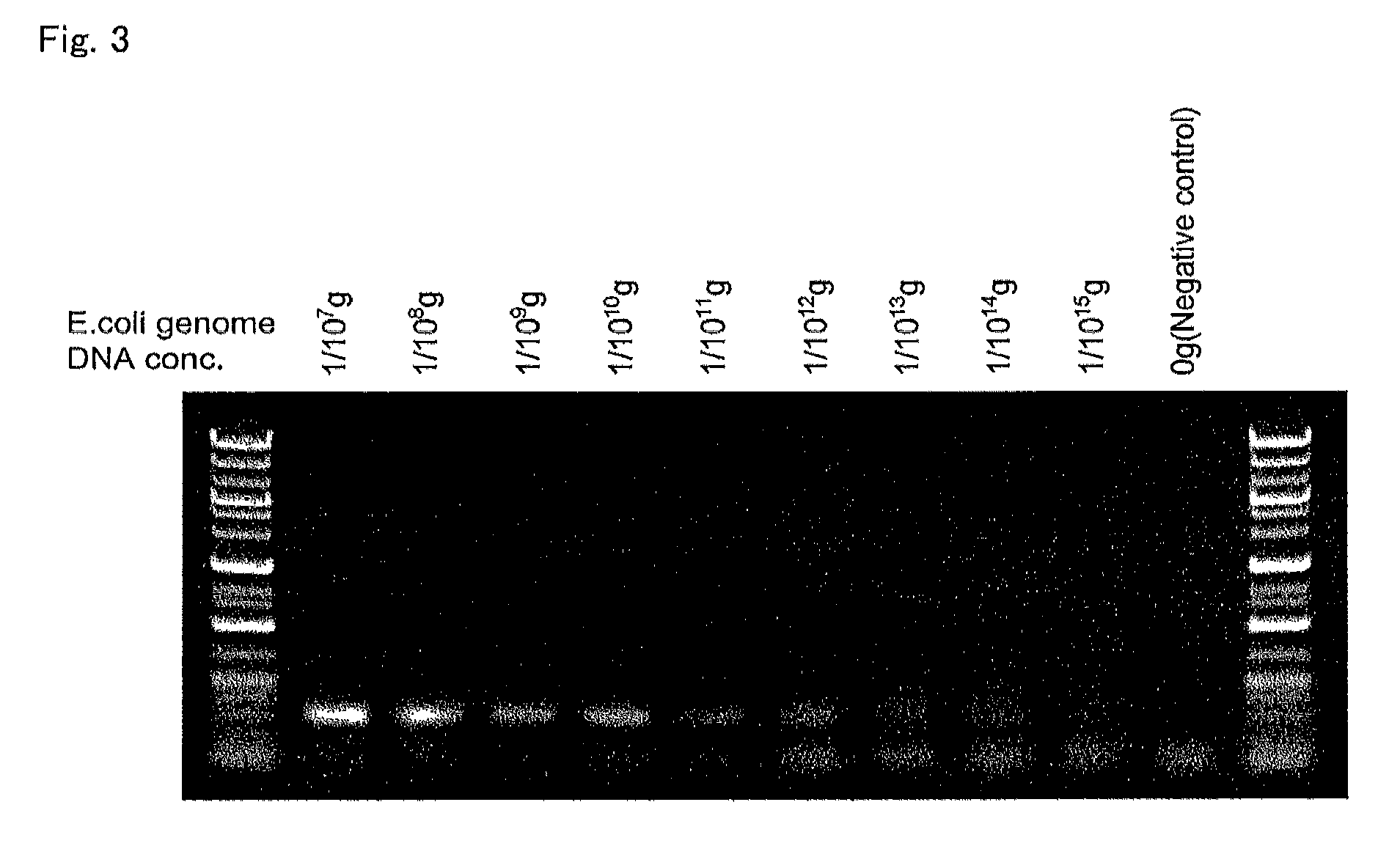 Enzyme preparation containing thermostable DNA polymerase, method for producing same, and method for detecting subject organism to be detected