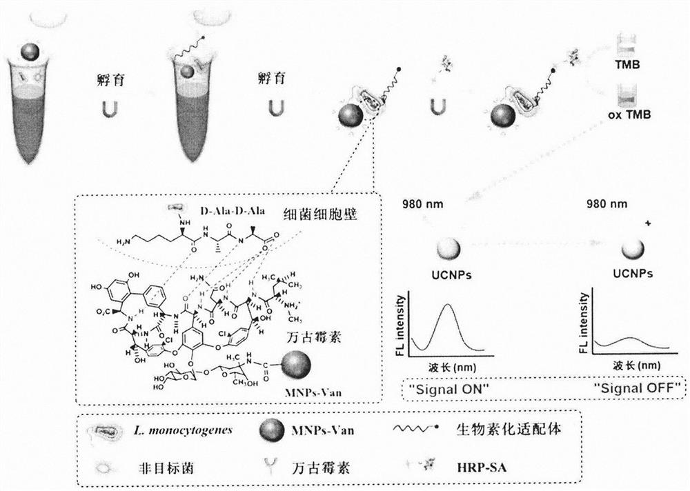 Construction method of fluorescent biosensor for rapid detection of Listeria monocytogenes