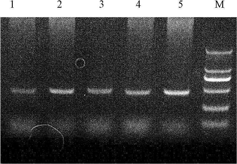 A kind of yeast engineering bacteria, its preparation method and application