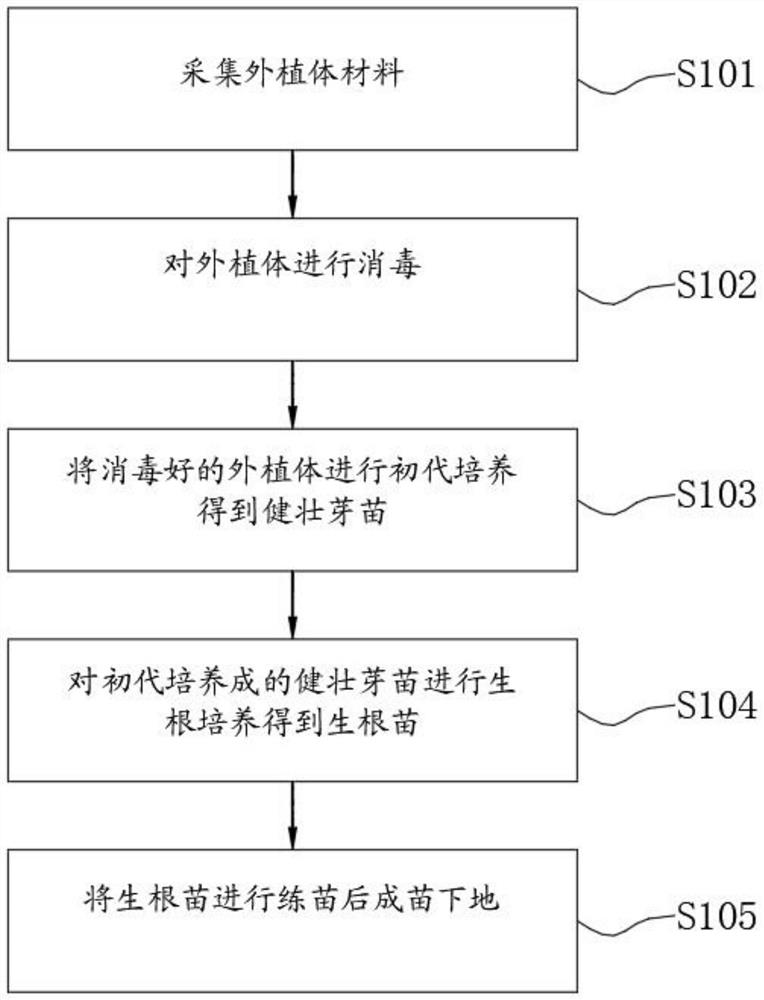 Tissue culture and rapid propagation improvement method and device for sunshine rose grapes