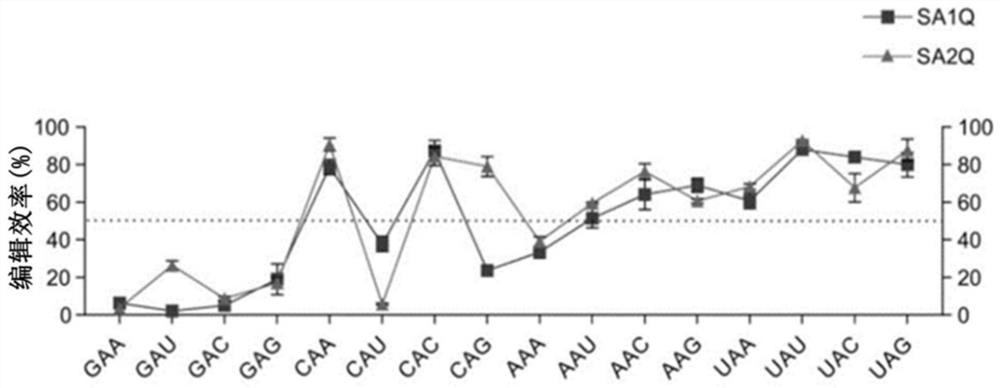 Improved RNA editing method