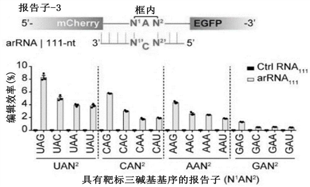 Improved RNA editing method