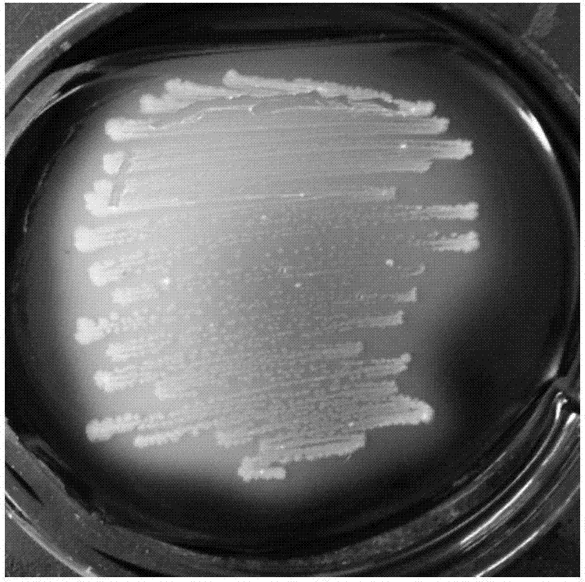 Microbial agent for quickly degrading and reducing organic waste and application thereof