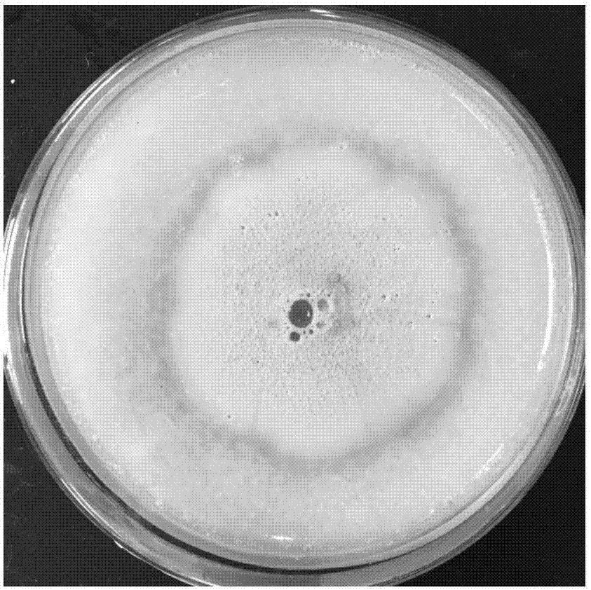 Microbial agent for quickly degrading and reducing organic waste and application thereof