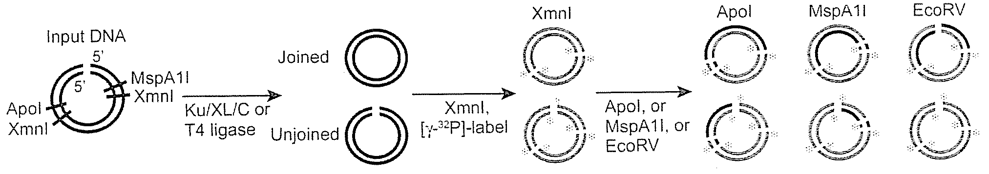 Mismatched end DNA ligase