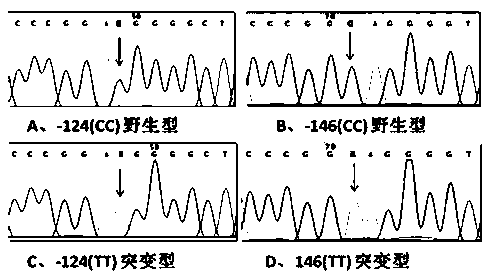 Method for detecting hotspot mutation of human TERT gene promoter