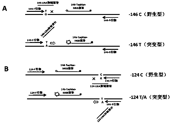 Method for detecting hotspot mutation of human TERT gene promoter