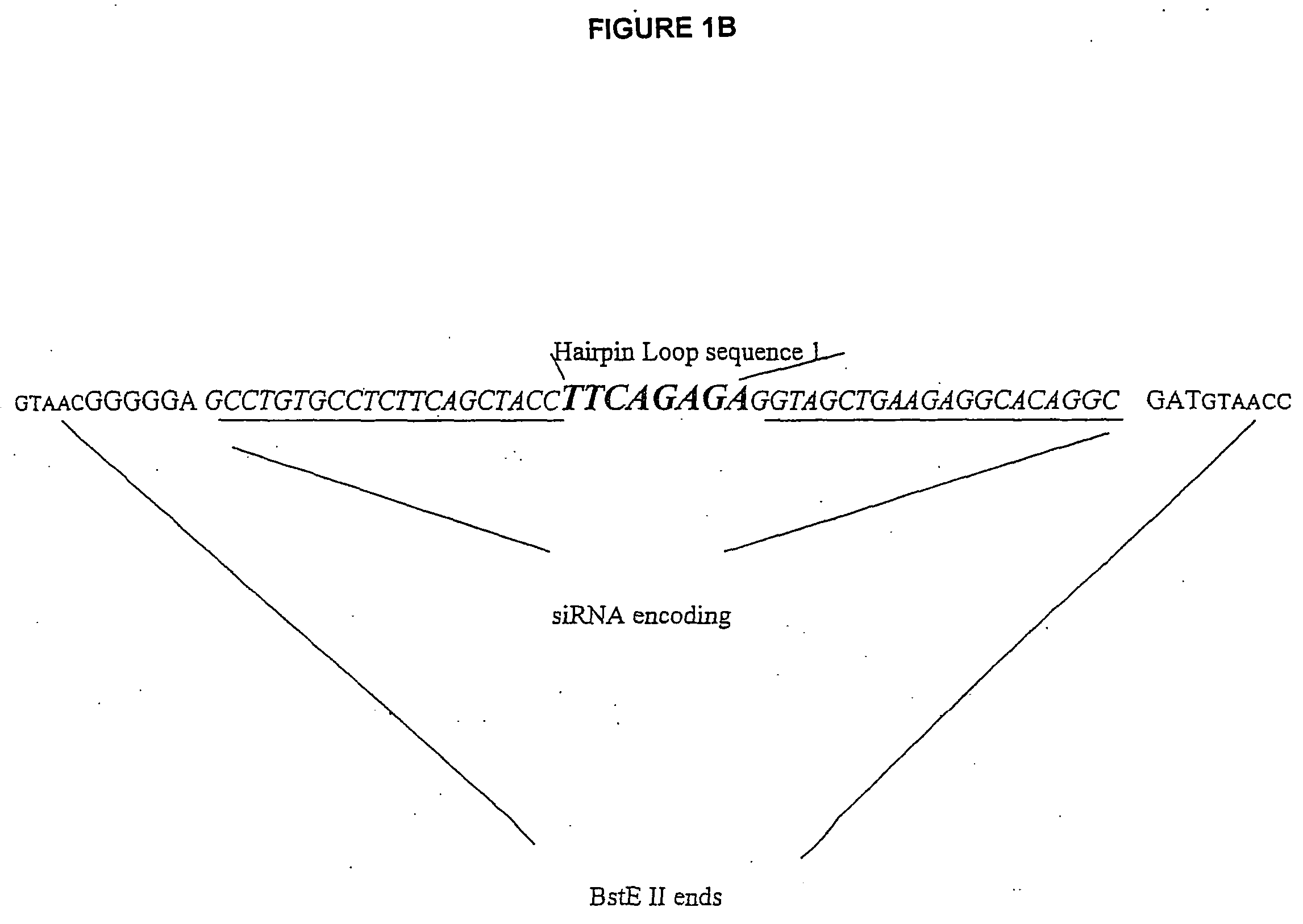 Adenoviral VA1 Pol III promoter system for RNAi expression