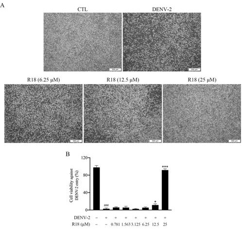 Application of Vina-ginsenoside R18 in preparation of anti-dengue virus pharmaceutical preparation