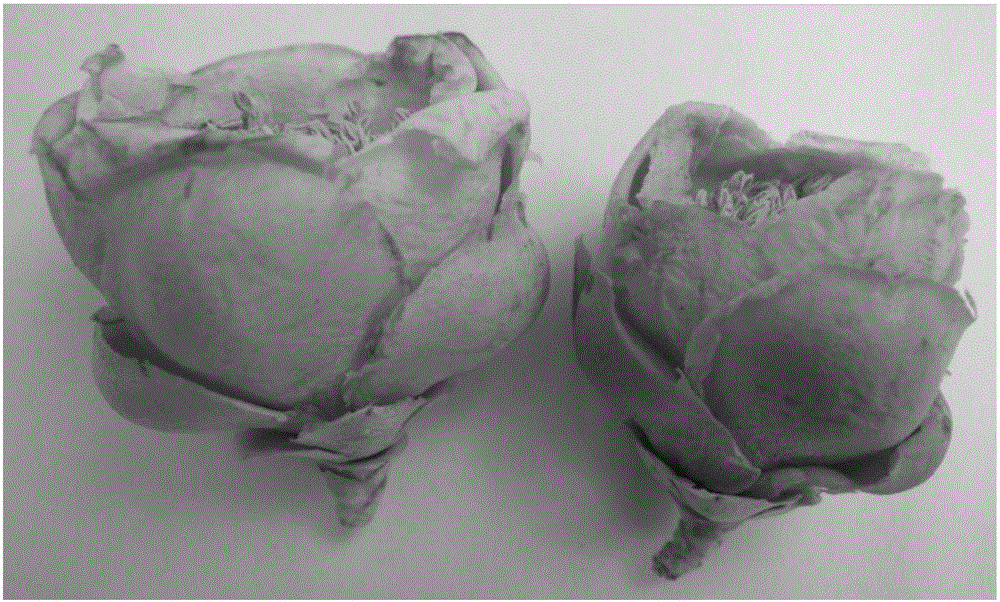 Camellia nitidissima tea and processing technology thereof