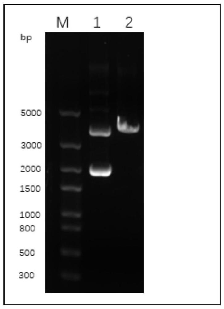 Porcine circovirus type 3 cap protein, nucleic acid, virus-like particle, vaccine, preparation method and application