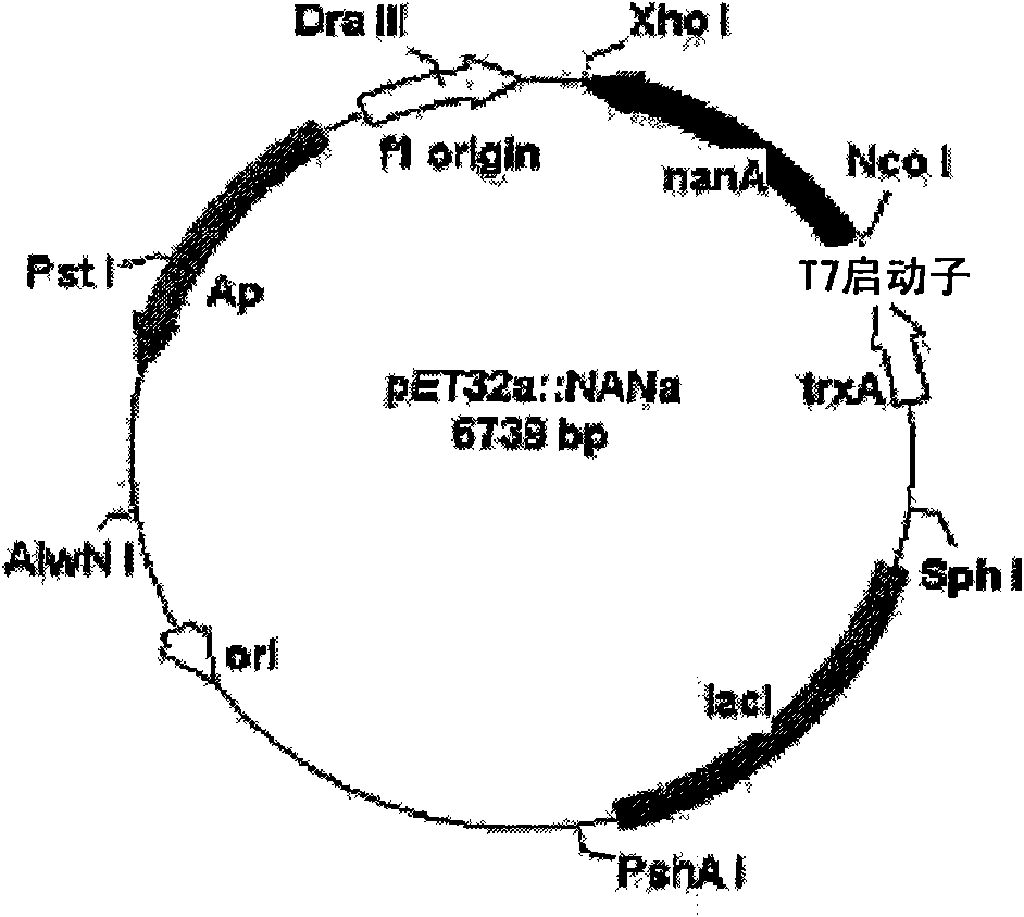 Novel n-acetylglucosamine-2-epimerase and method for producing cmp-neuraminic acid using the same