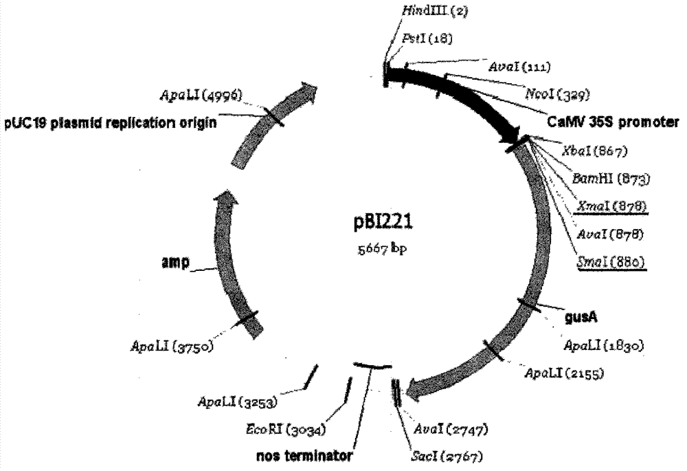 Method for synthesizing astaxanthin by apple trees to improve photooxidation resistance