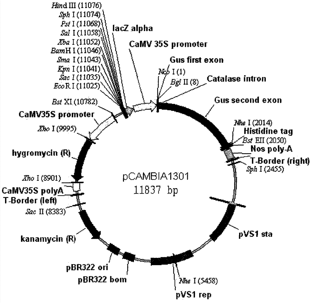 Method for synthesizing astaxanthin by apple trees to improve photooxidation resistance