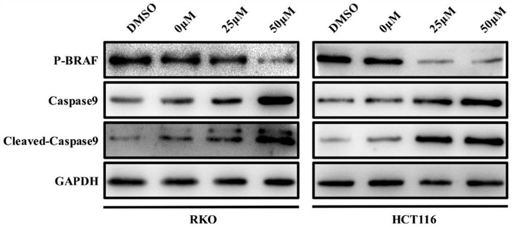 Application of a compound in the preparation of antitumor drugs