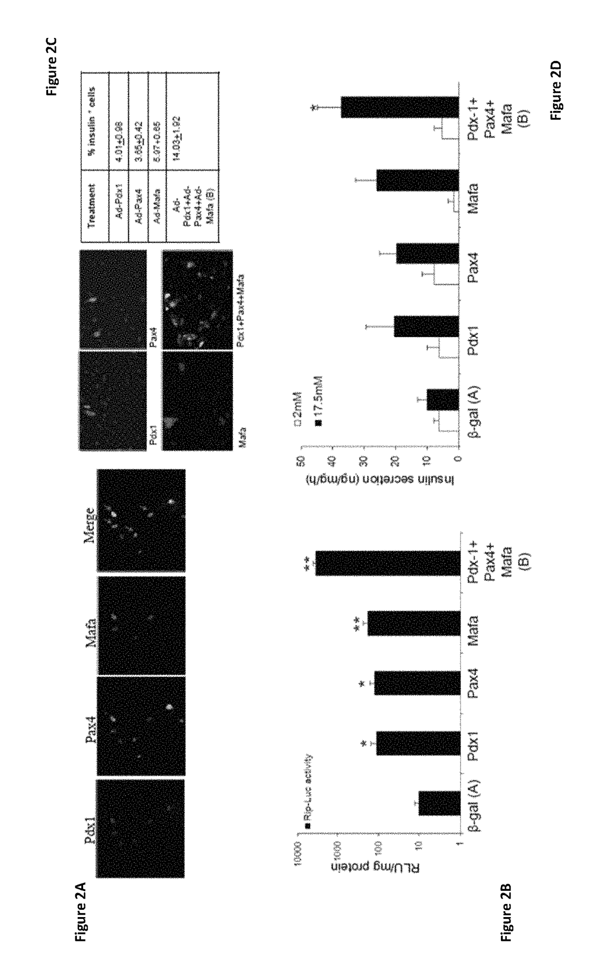 Methods of transdifferentiation and methods of use thereof