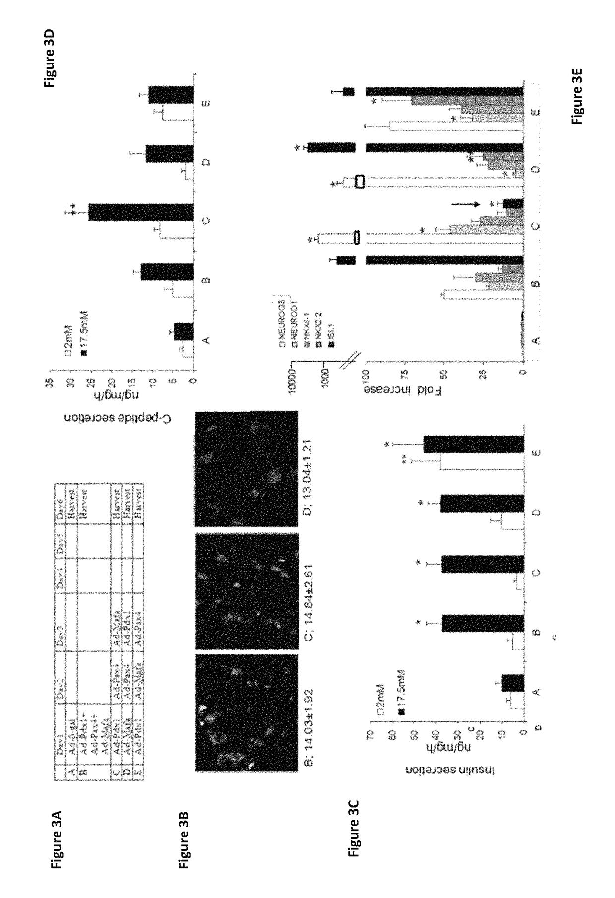 Methods of transdifferentiation and methods of use thereof