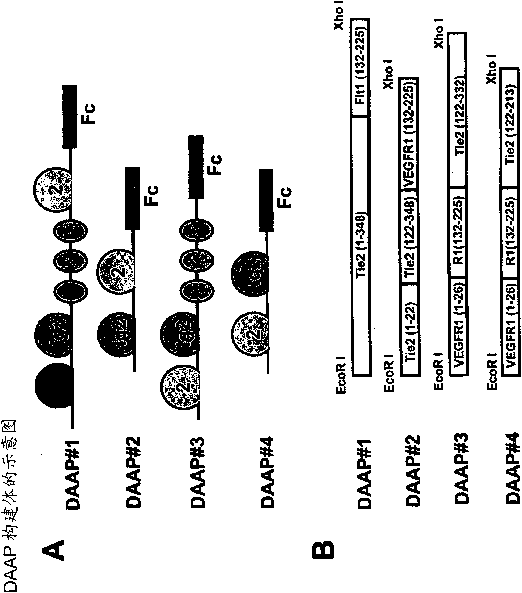 Fusion proteins binding to growth factors