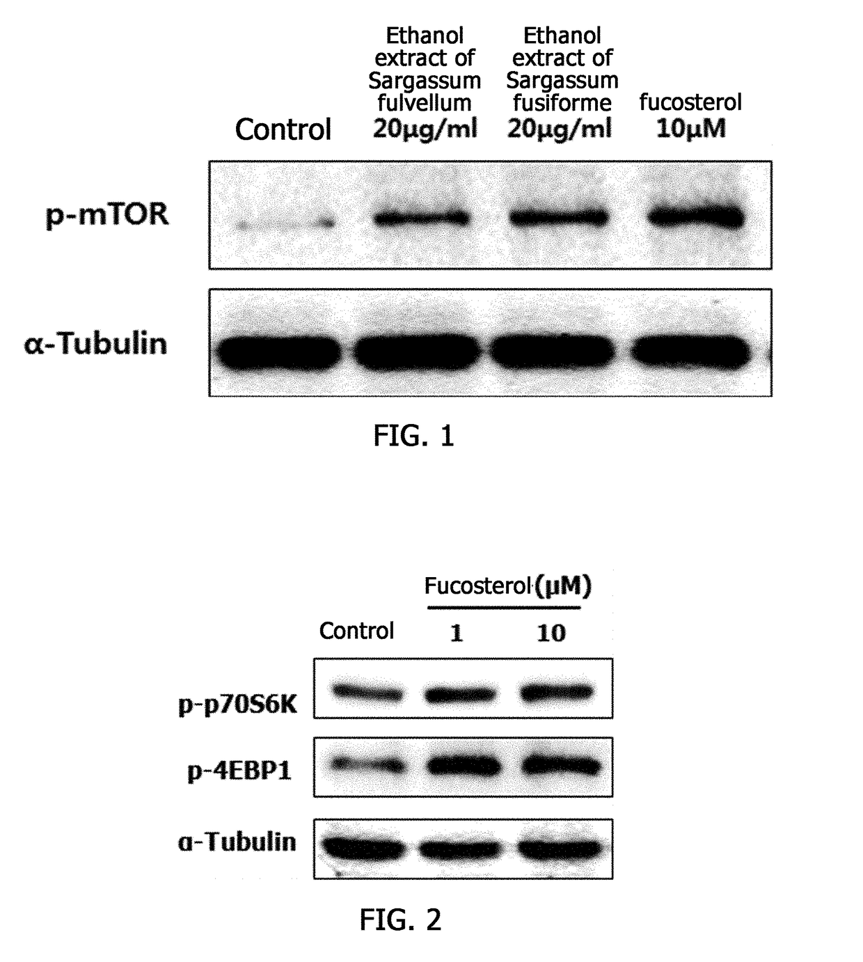 Composition for preventing, alleviating or treating muscle diseases or improving muscular function