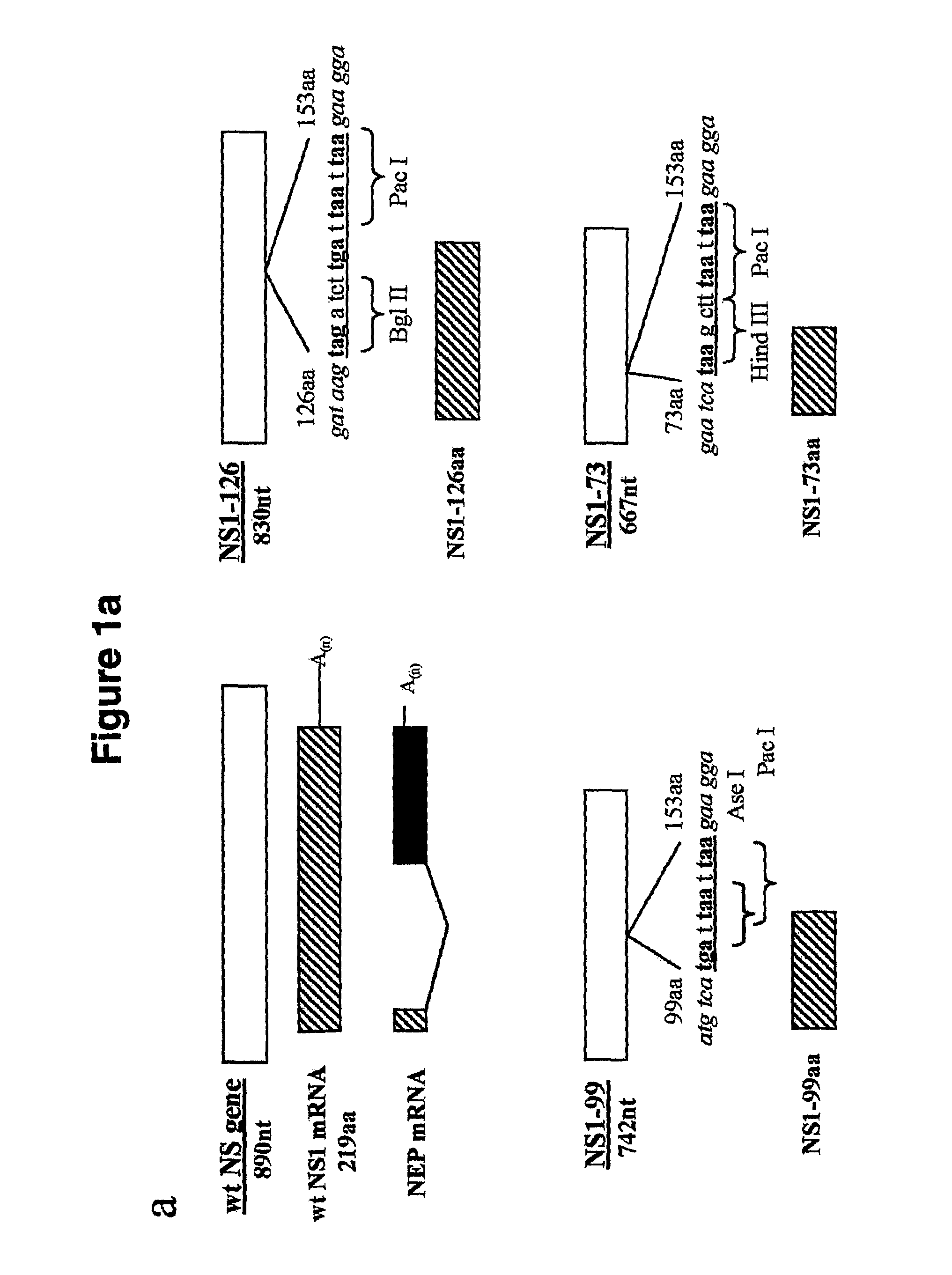 Genetically engineered equine influenza virus and uses thereof