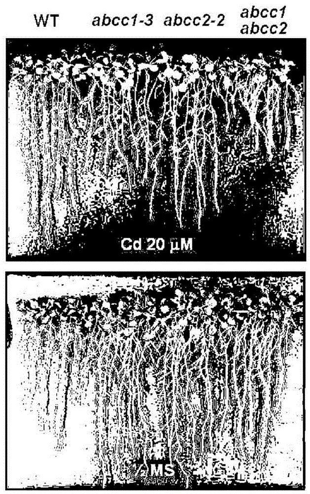 Compositions for transporting phytochelatins