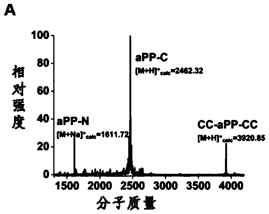 Polypeptide probe pair for measuring transpeptidase alpha activity, method for measuring transpeptidase alpha activity and application of both