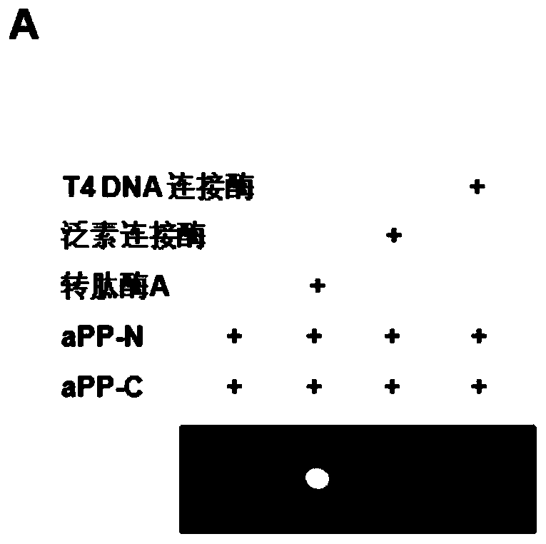 Polypeptide probe pair for measuring transpeptidase alpha activity, method for measuring transpeptidase alpha activity and application of both