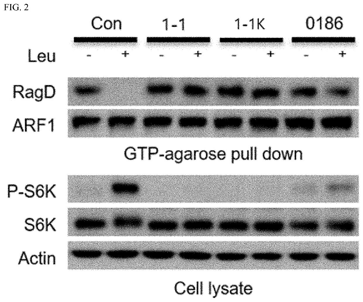 NOVEL COMPOUND AS mTOR INHIBITOR AND USE THEREOF