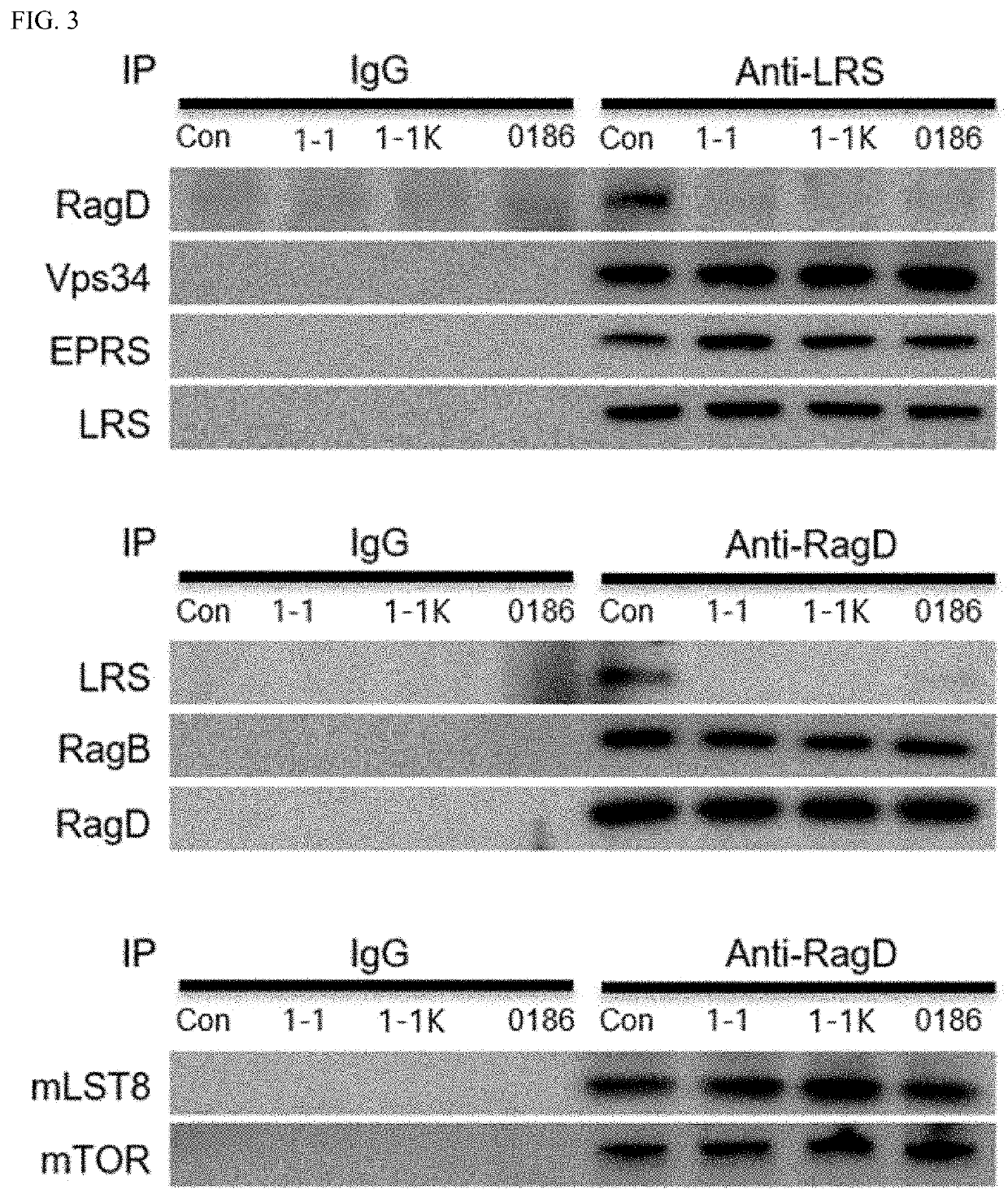 NOVEL COMPOUND AS mTOR INHIBITOR AND USE THEREOF