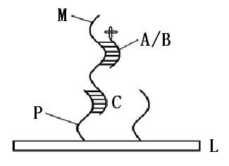 Detection kit and detection method for polymorphism of sheep BMPR-1B gene A746G